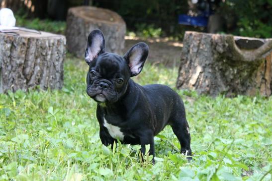 Queeny Black de Fassion